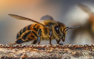 Блог пчеловода для любителей мёда. Пчеловодство для начинающих и не  только!: Чем отличаются пчелы от ос и шмелей? Как выглядит пчела?