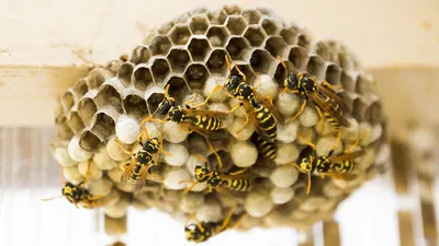 Первая помощь: что делать если ужалила пчела, оса или шершень - 15 июня,  2020 Популярное «Кубань 24»