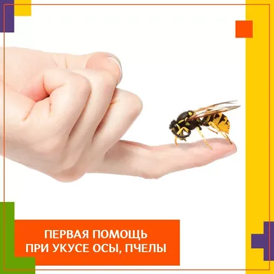 Укус осы и пчелы: чем опасны, что можно и нельзя делать - 24.06.2021,  Sputnik Литва