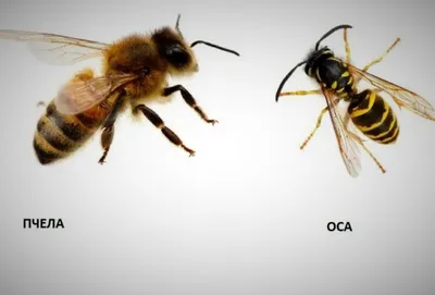 Первая помощь при укусе осы, пчелы - Детская клиника «ПЛЮС»