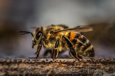 Что делать при укусе осы, пчелы или шмеля? Первая помощь при укусе  насекомых и как защититься от ос, пчел и шмелей: Уход за собой: Забота о  себе: Lenta.ru