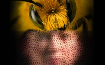 Какая разница между укусом пчелы и осы? Как все устроенно? | Секреты под  хвостом | Дзен