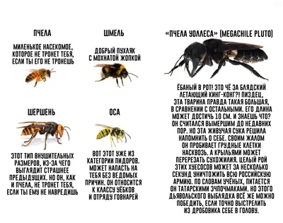 В чём разница укуса пчелы и осы?