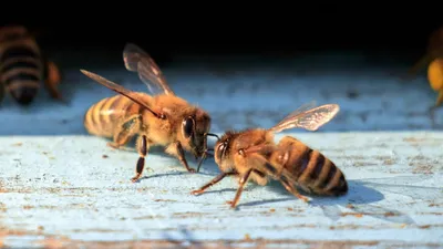 МСЧ 8 Серпухов - Ужалила оса или пчела: что делать? 😱 Осы и пчелы  поджидают нас повсеместно — в городах, парках, на даче, возле магазинов и  мусорных баков. Укус их очень болезненный,