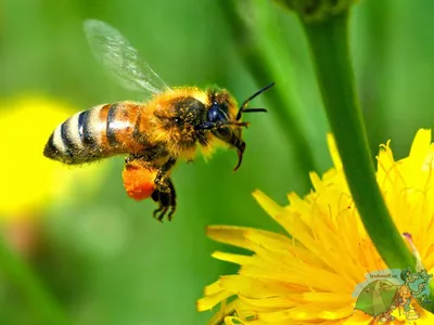 BB.lv: Пчелы и осы: в чем их отличия и кого стоит опасаться на природе