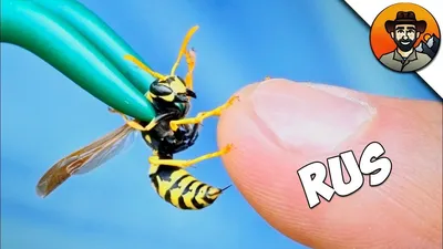 Что делать при укусе пчелы - первая помощь | РБК Украина