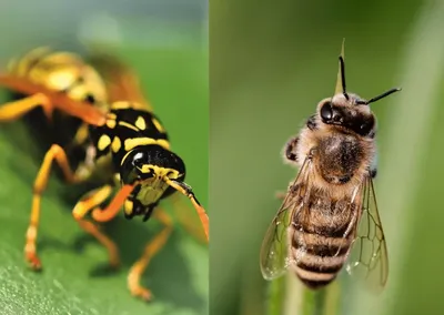 Смертельный бой: поединок осы и пчелы получил популярность в Сети -  29.10.2017, Sputnik Казахстан