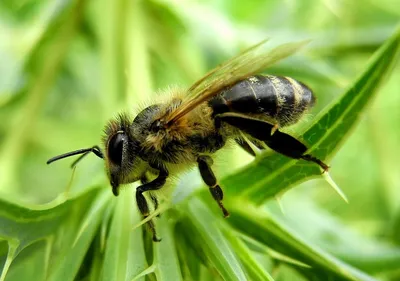 Пчёлы и осы - Trofimoff.su