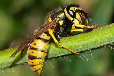 Укусила оса или пчела — Первая помощь, подскажем что делать