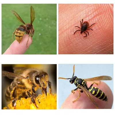 Средство от укуса осы: как я могу ухаживать за своим укусом дома?