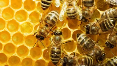 Врач назвал порядок действий при укусе осы или пчелы - Мослента