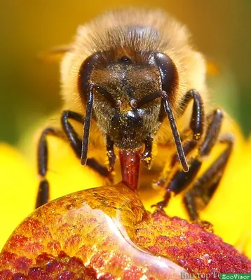Муравьи, пчелы и осы: лицензируемые стоковые векторные изображения и  векторная графика без лицензионных платежей (роялти) в количестве более 4  148 | Shutterstock