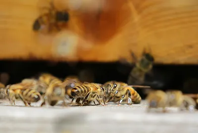 Осы, пчёлы и шершни необычно активны в этом году