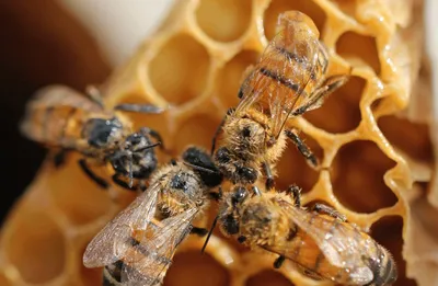 Первая помощь при укусе шершня, осы или пчелы | Стайлер