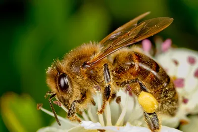 Роботизированное насекомое пчелы или осы, изолированное на белом фоне |  Премиум Фото