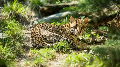 В зоопарке Кэмерон родился детеныш оцелота | Small wild cats, Animals wild,  Animals beautiful