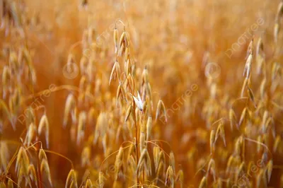 Текстурируйте семена овса, зерна овса предпосылку, взгляд сверху Стоковое  Изображение - изображение насчитывающей органическо, завод: 128093091