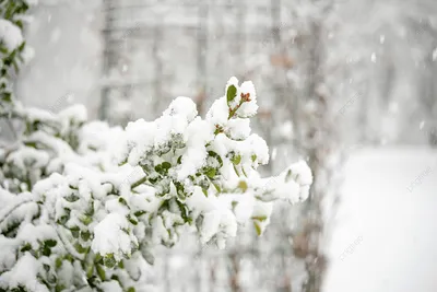 Падает снег на ветвях в снежный день Фон И картинка для бесплатной загрузки  - Pngtree
