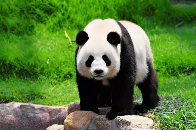 Большая панда: как выжил медведь, который противоречит всем законам