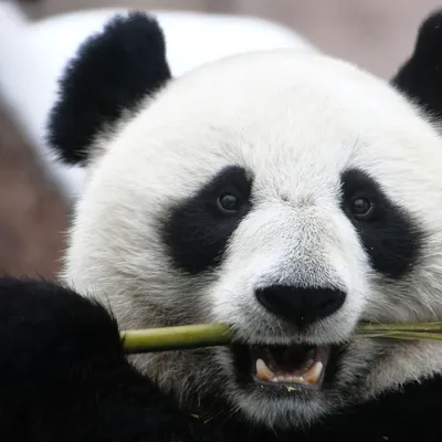 150 лет со дня научного открытия панд. Все, что вы хотели знать о  черно-белом символе Китая