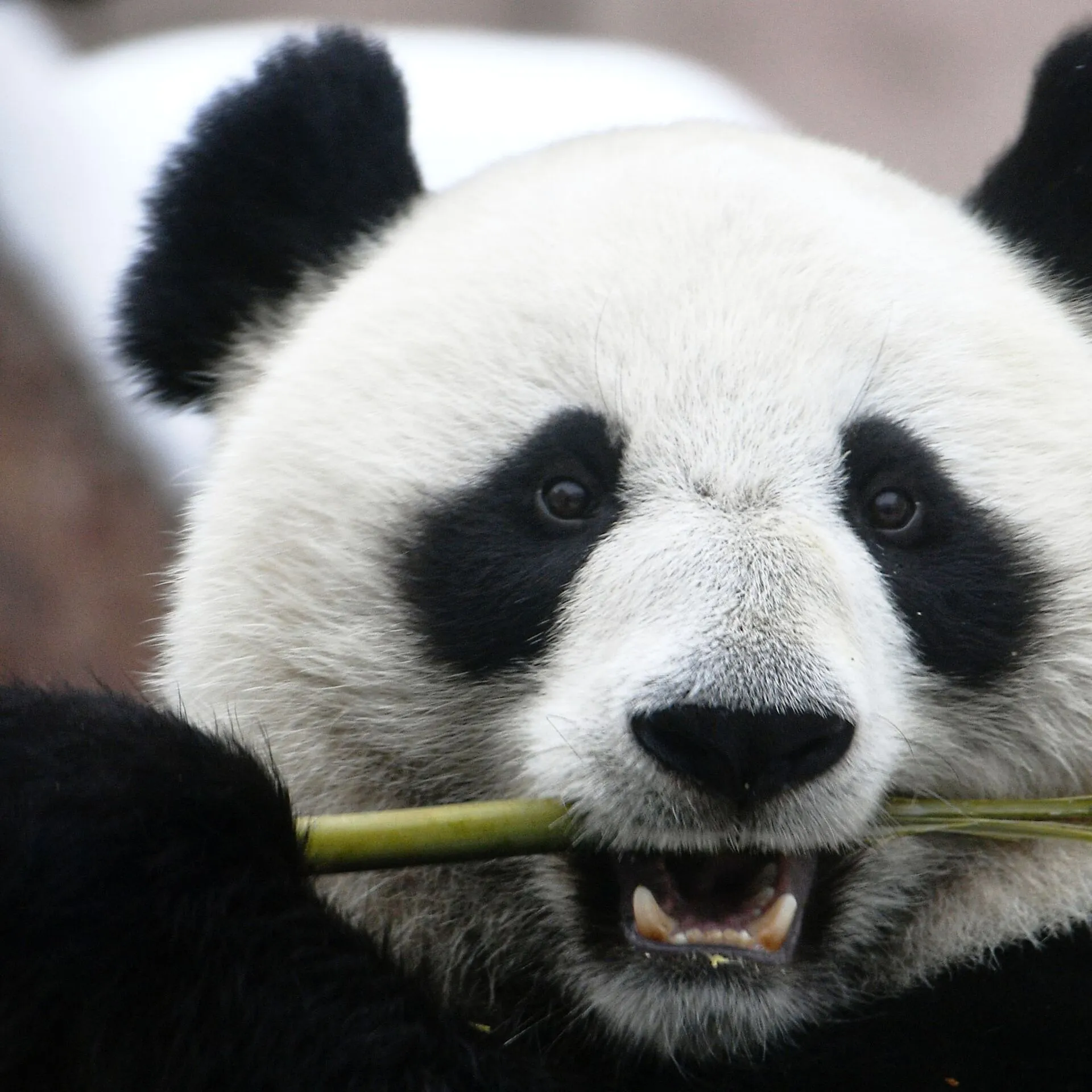 Панда без кругов. Панда на бамбуке. Пандочка в РБ. Панда с и без кргуами.