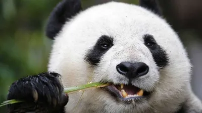 В Московском зоопарке показали, как панда «лает» на сотрудников — видео и  фото — Сноб