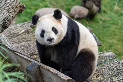 Мишка «котолапый»: как большая панда поставила зоологов в тупик | Вокруг  Света