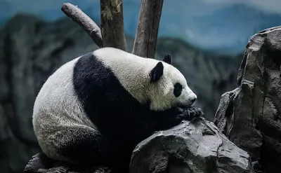 В каких зоопарках мира есть панды - Животное панда: энциклопедия, все про  панду!