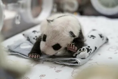 У панд в Московском зоопарке родился детёныш – первый в России