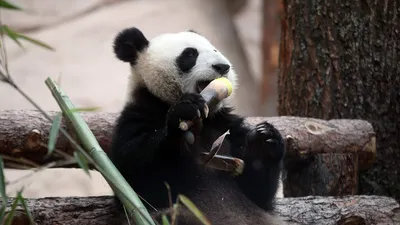 Собянин опубликовал фото первого родившегося в России детеныша большой панды