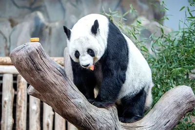 Почему люди так любят панд - что в них особенного | Мегалодон | Дзен