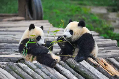 рисунок медведя панды в черно белом цвете, распечатать картинку панды, панда,  белый фон картинки и Фото для бесплатной загрузки