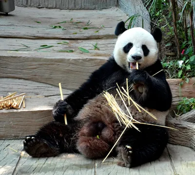 Зоологи определили пол панды, родившейся в Московском зоопарке