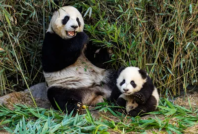 Почему содержание панды стоит больше миллиона долларов в год? | Реальные  путешествия | Дзен