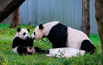 Все панды из зоопарка в Вашингтоне вернутся из США в Китай — Сноб