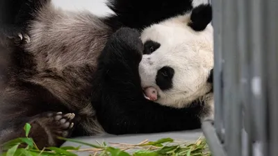Конец-вверх медведя гигантской панды с видимыми когтями Стоковое  Изображение - изображение насчитывающей симпатично, тайвань: 115920503
