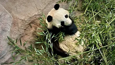 Нападение панды на человека попало на видео - Российская газета