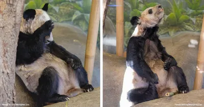 Большая панда（бамбуковый медведь) Китая –Все информация и панда картинки