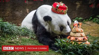 Последние три панды из зоопарка в Вашингтоне улетели в Китай: с ними слезно  прощались сотрудники и гости - ForumDaily