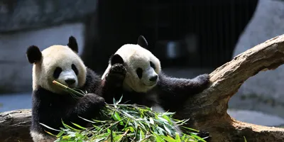 Почему мамы-панды бросают своих детёнышей