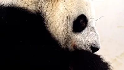 картина с изображением красной панды лежащей на ветке, картинка красная  панда нарисовать фон картинки и Фото для бесплатной загрузки