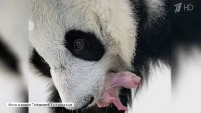 Интересуется миром»: в Московском зоопарке рассказали о жизни малыша панды