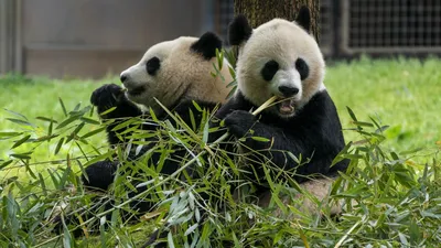 Панды остаются в зоопарке Яхтяри | Yle Novosti | Yle