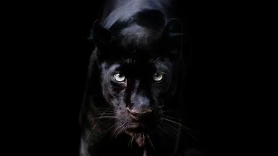 изображение черной пантеры головой вниз в поле, картинка черная пантера,  черный, пантера фон картинки и Фото для бесплатной загрузки