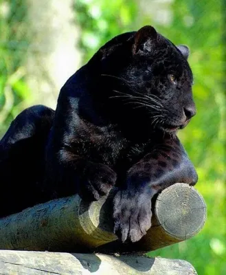 черная пантера смотрит прямо на солнце, фото пантеры в дикой природе,  животное, пантера фон картинки и Фото для бесплатной загрузки