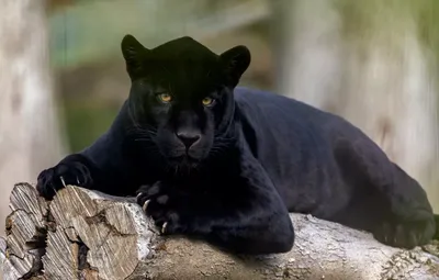 Чёрная кошка в тёмных джунглях: почему пантера — чёрная, и кто она с точки  зрения зоологии? | В когтях у хищника | Дзен