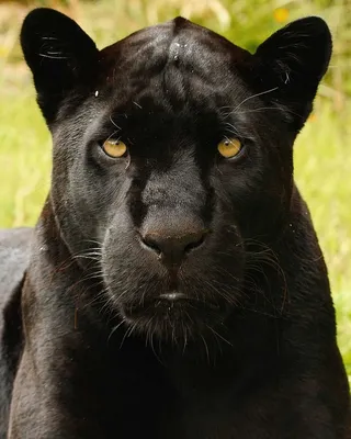Вид черной пантеры в дикой природе | Бесплатно Фото
