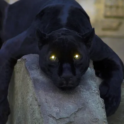 Фотограф показал, как охотится черная пантера с уникальным окрасом - МЕТА