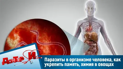 Врач рассказал, чем человеку грозит заражение паразитами - Газета.Ru |  Новости