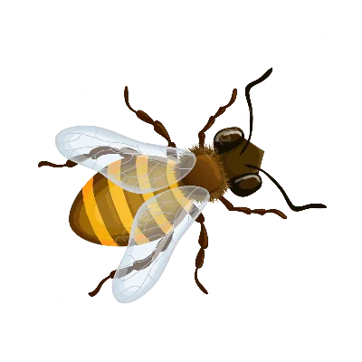 мультфильм летающая медоносная пчела вектор PNG , летающая медоносная пчела,  мультфильм пчела, пчела PNG картинки и пнг рисунок для бесплатной загрузки